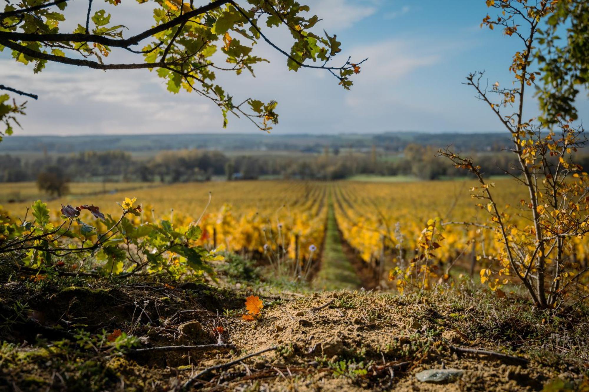 مبيت وإفطار Panzoult Domaine Beausejour المظهر الخارجي الصورة